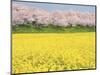 Rape blossom field lined with blossoming cherry trees, Satte, Saitama Prefecture, Japan-null-Mounted Photographic Print