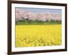 Rape blossom field lined with blossoming cherry trees, Satte, Saitama Prefecture, Japan-null-Framed Photographic Print