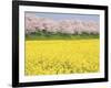 Rape blossom field lined with blossoming cherry trees, Satte, Saitama Prefecture, Japan-null-Framed Photographic Print