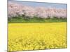 Rape blossom field lined with blossoming cherry trees, Satte, Saitama Prefecture, Japan-null-Mounted Photographic Print