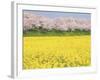 Rape blossom field lined with blossoming cherry trees, Satte, Saitama Prefecture, Japan-null-Framed Photographic Print