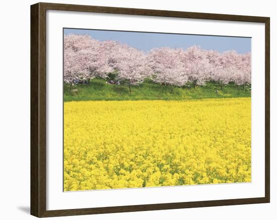 Rape blossom field lined with blossoming cherry trees, Satte, Saitama Prefecture, Japan-null-Framed Photographic Print