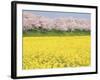 Rape blossom field lined with blossoming cherry trees, Satte, Saitama Prefecture, Japan-null-Framed Photographic Print