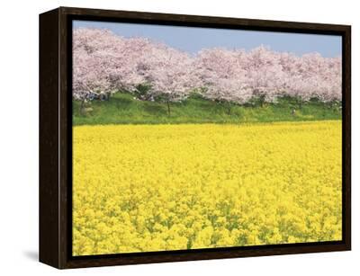 Rape blossom field lined with blossoming cherry trees, Satte
