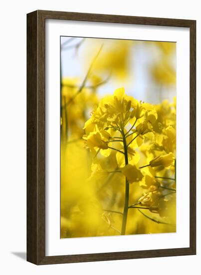 Rape, Brassica Napus-Jule Leibnitz-Framed Photographic Print