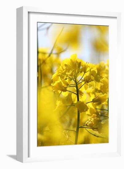 Rape, Brassica Napus-Jule Leibnitz-Framed Photographic Print