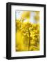 Rape, Brassica Napus-Jule Leibnitz-Framed Photographic Print