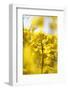 Rape, Brassica Napus-Jule Leibnitz-Framed Photographic Print