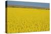 Rape Field, 2003-Alan Byrne-Stretched Canvas