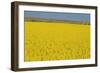 Rape Field, 2003-Alan Byrne-Framed Giclee Print