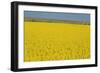 Rape Field, 2003-Alan Byrne-Framed Giclee Print