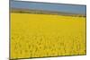 Rape Field, 2003-Alan Byrne-Mounted Giclee Print