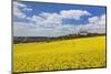 Rape Field and Benedictine Abbey, Neresheim, Swabian Alb, Baden Wurttemberg, Germany, Europe-Markus Lange-Mounted Photographic Print