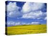 Rape Field and Blue Sky with White Clouds-Nigel Francis-Stretched Canvas