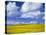 Rape Field and Blue Sky with White Clouds-Nigel Francis-Stretched Canvas