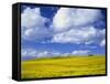 Rape Field and Blue Sky with White Clouds-Nigel Francis-Framed Stretched Canvas