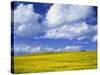 Rape Field and Blue Sky with White Clouds-Nigel Francis-Stretched Canvas