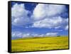 Rape Field and Blue Sky with White Clouds-Nigel Francis-Framed Stretched Canvas
