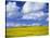 Rape Field and Blue Sky with White Clouds-Nigel Francis-Stretched Canvas