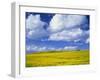 Rape Field and Blue Sky with White Clouds-Nigel Francis-Framed Photographic Print