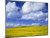 Rape Field and Blue Sky with White Clouds-Nigel Francis-Mounted Photographic Print