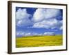 Rape Field and Blue Sky with White Clouds-Nigel Francis-Framed Photographic Print