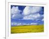 Rape Field and Blue Sky with White Clouds-Nigel Francis-Framed Photographic Print