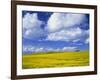 Rape Field and Blue Sky with White Clouds-Nigel Francis-Framed Photographic Print