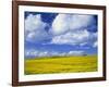 Rape Field and Blue Sky with White Clouds-Nigel Francis-Framed Photographic Print