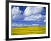 Rape Field and Blue Sky with White Clouds-Nigel Francis-Framed Photographic Print