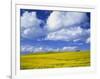 Rape Field and Blue Sky with White Clouds-Nigel Francis-Framed Photographic Print