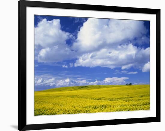 Rape Field and Blue Sky with White Clouds-Nigel Francis-Framed Photographic Print