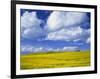 Rape Field and Blue Sky with White Clouds-Nigel Francis-Framed Photographic Print