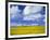 Rape Field and Blue Sky with White Clouds-Nigel Francis-Framed Photographic Print