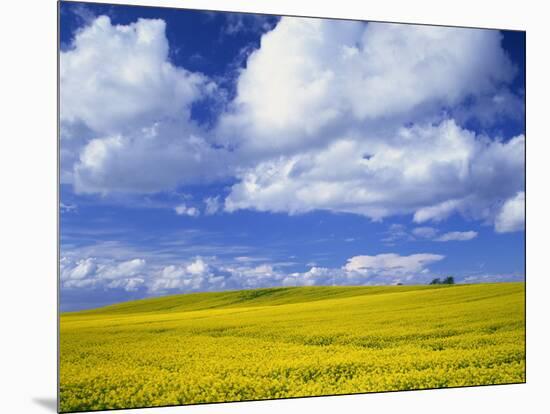 Rape Field and Blue Sky with White Clouds-Nigel Francis-Mounted Photographic Print
