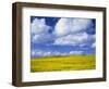 Rape Field and Blue Sky with White Clouds-Nigel Francis-Framed Photographic Print