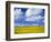 Rape Field and Blue Sky with White Clouds-Nigel Francis-Framed Photographic Print