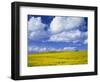 Rape Field and Blue Sky with White Clouds-Nigel Francis-Framed Photographic Print