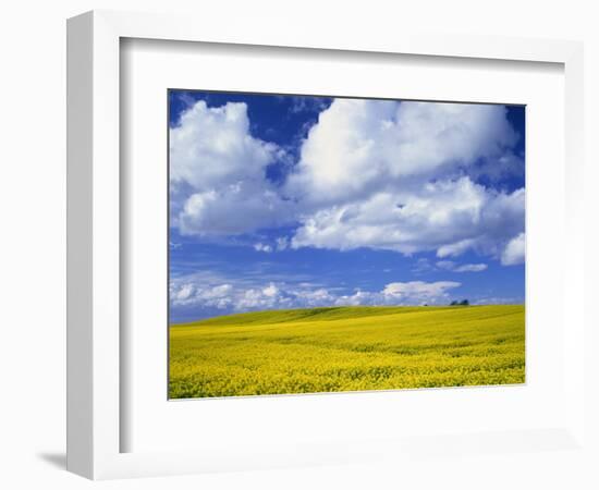 Rape Field and Blue Sky with White Clouds-Nigel Francis-Framed Photographic Print