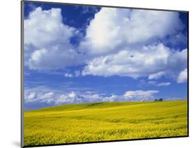 Rape Field and Blue Sky with White Clouds-Nigel Francis-Mounted Photographic Print