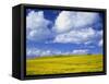 Rape Field and Blue Sky with White Clouds-Nigel Francis-Framed Stretched Canvas