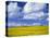 Rape Field and Blue Sky with White Clouds-Nigel Francis-Stretched Canvas