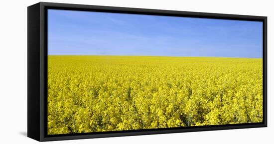 Rape Field, Clouds, Sky-Steffen Beuthan-Framed Stretched Canvas