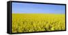 Rape Field, Clouds, Sky-Steffen Beuthan-Framed Stretched Canvas