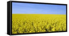 Rape Field, Clouds, Sky-Steffen Beuthan-Framed Stretched Canvas