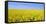 Rape Field, Clouds, Sky-Steffen Beuthan-Framed Stretched Canvas