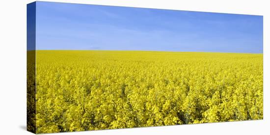 Rape Field, Clouds, Sky-Steffen Beuthan-Stretched Canvas