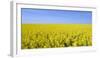 Rape Field, Clouds, Sky-Steffen Beuthan-Framed Premium Photographic Print