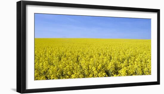 Rape Field, Clouds, Sky-Steffen Beuthan-Framed Photographic Print