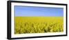 Rape Field, Clouds, Sky-Steffen Beuthan-Framed Photographic Print